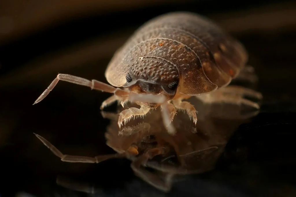 Bed-Bug-Treatment - Hacienda Heights Best Pest Pros | Hacienda Heights, CA