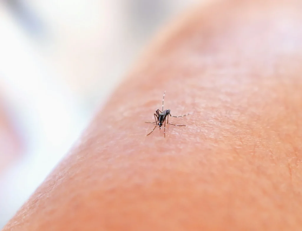 Mosquito Control - Hacienda Heights Best Pest Pros | Hacienda Heights, CA